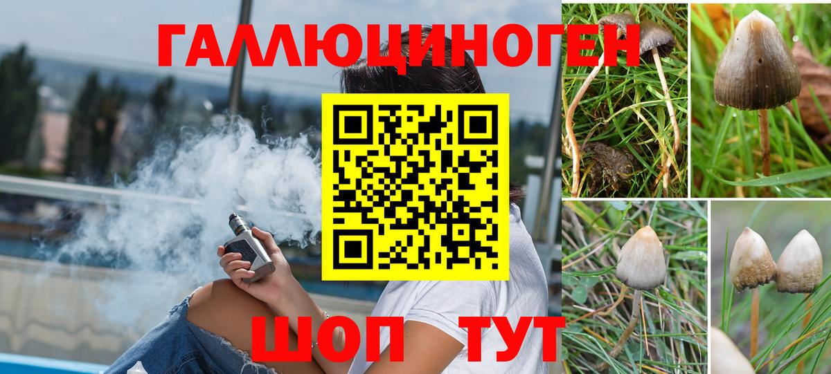 Псилоцибиновые грибы Psilocybine cubensis Кольчугино